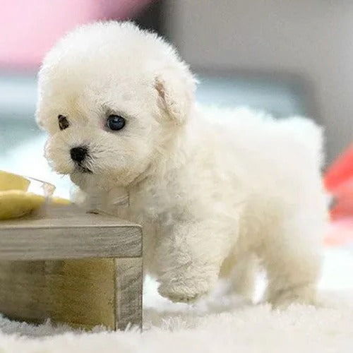 Hendrano™ Interactive Plush Puppy Toy That Walks and Barks