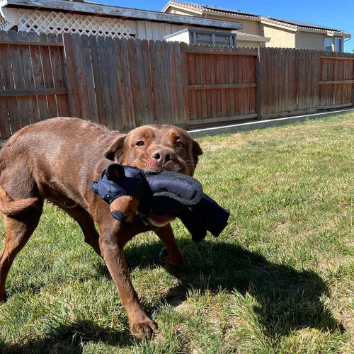 Tough Squeaky Plush Dog Toy for Aggressive Chewers