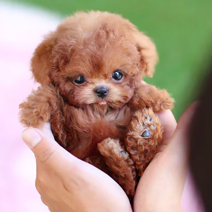 Hendrano™ Interactive Robot Puppy Toy That Walks, Barks and Wags Its Tail