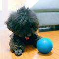 Hendrano™ Self-Rolling Smart Ball Toy for Cats and Dogs with 3 Modes